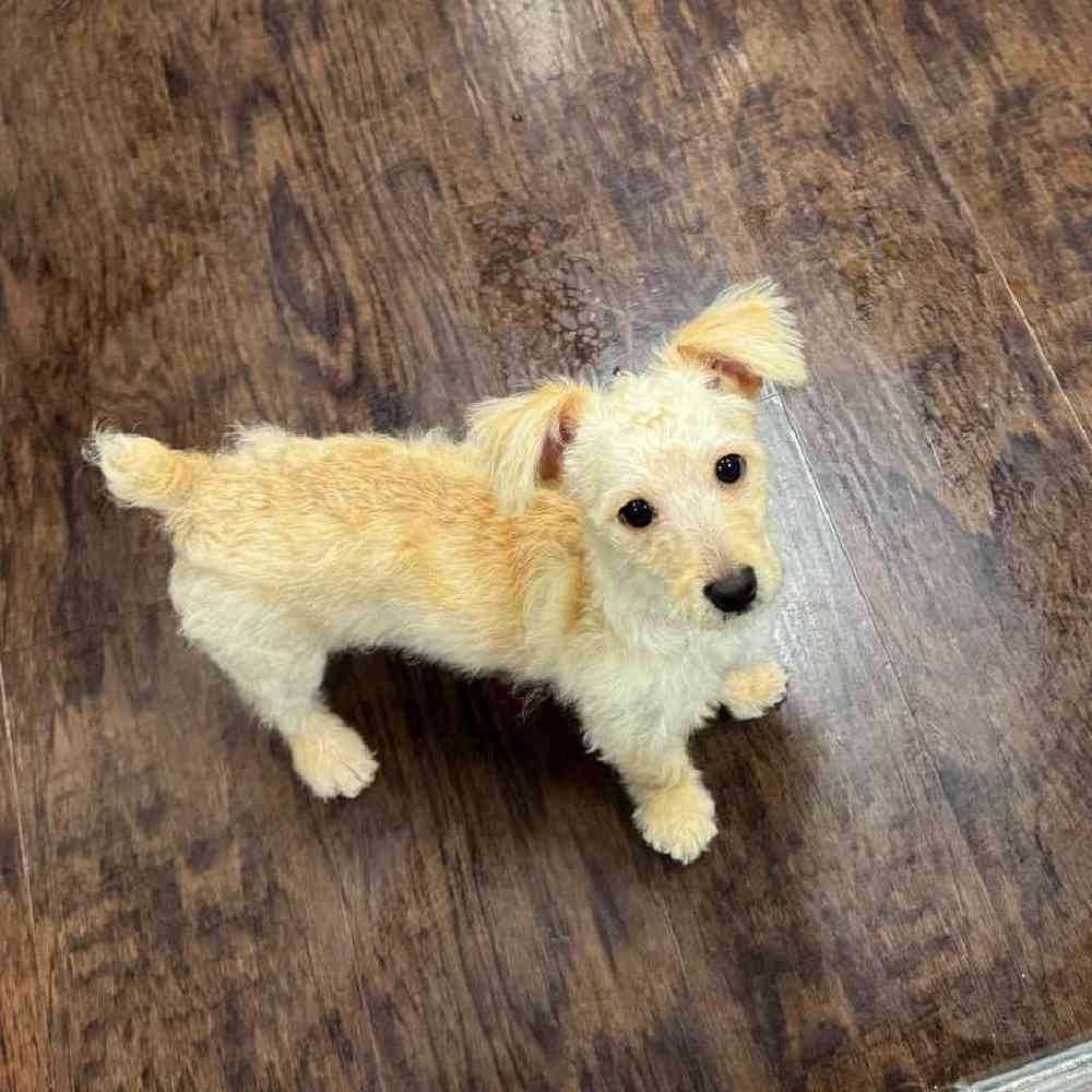 Female Yorkie-Poo Puppy for Sale in New Haven, CT