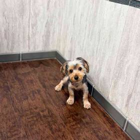 Yorkie