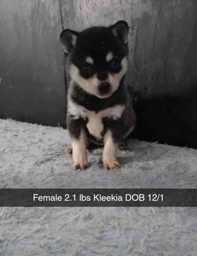 Alaskan Klee Kai