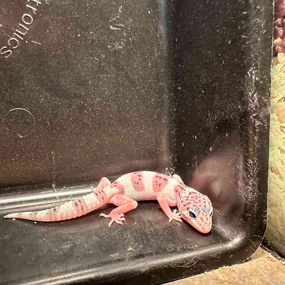 Image of a pet breed in the gallery