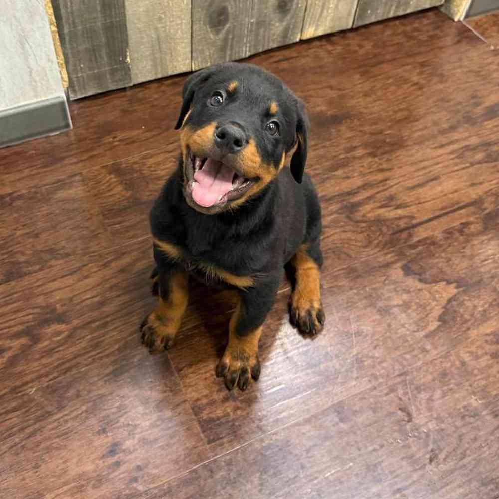 Kolkata In Lucknow Jarman Safed Dog Papi Price Little Dog In Fire