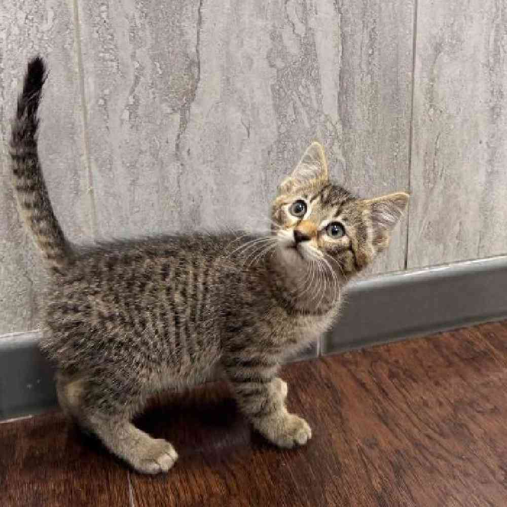Image of a pet breed in the gallery