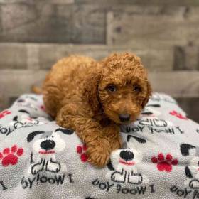 Mini Goldendoodle 2nd Gen
