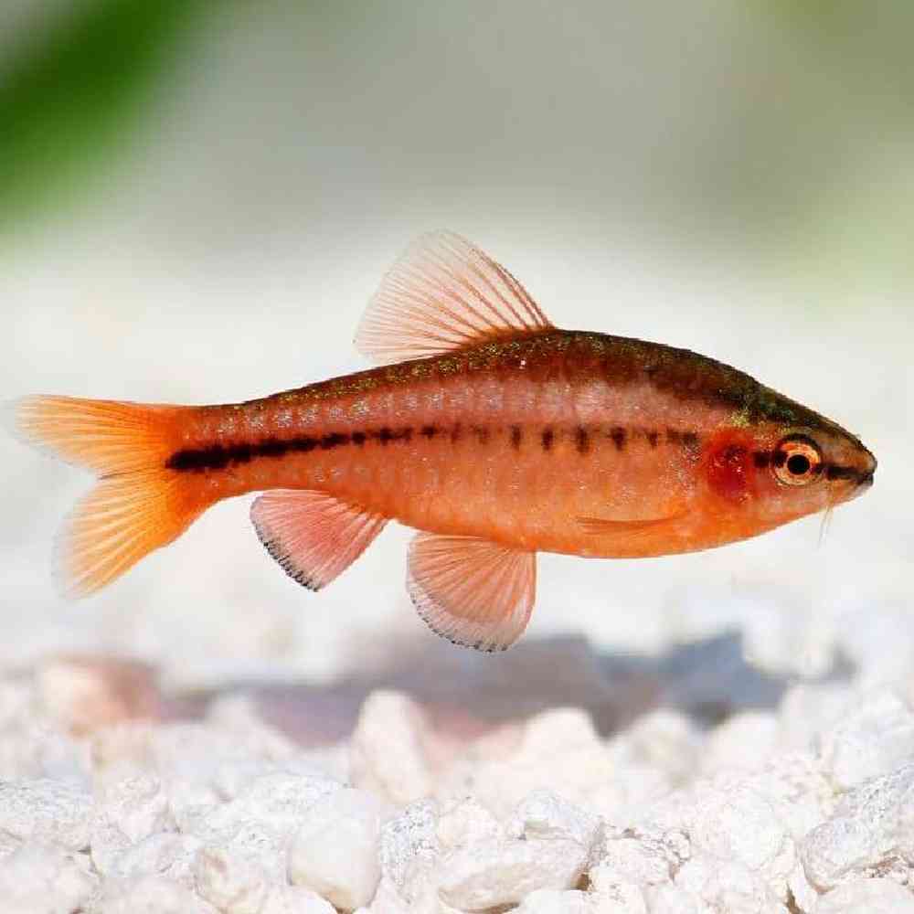 Cherry Barb