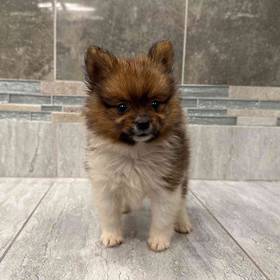 Pomeranian