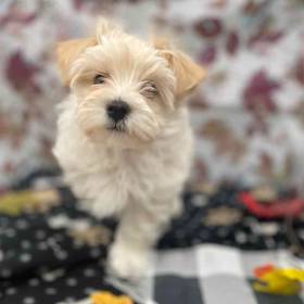 Maltipoo