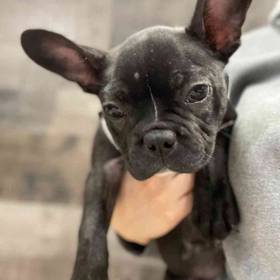 Frenchton