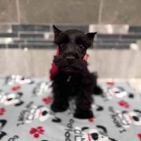 Mini Schnauzer