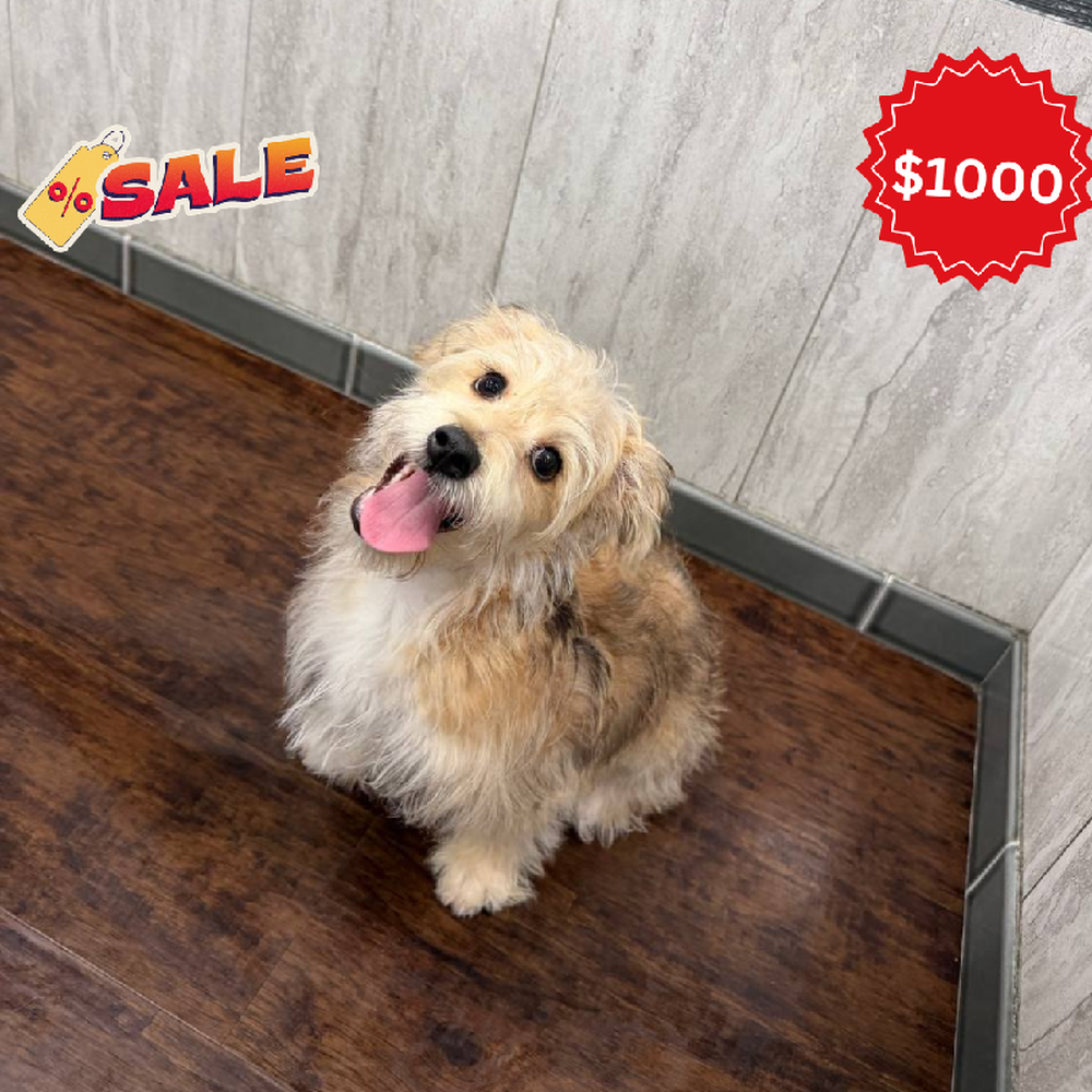 Male Yochon Puppy for Sale in New Haven, CT