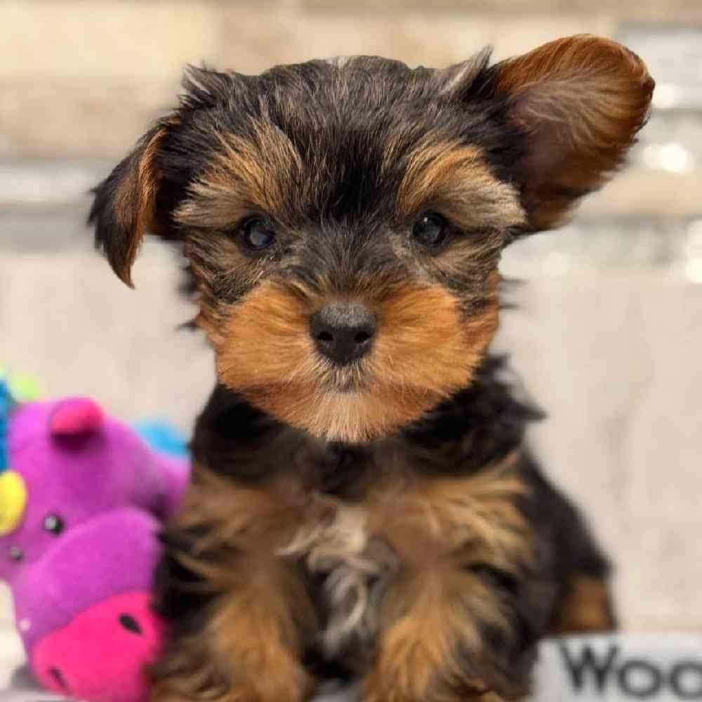 Image of a pet breed in the gallery