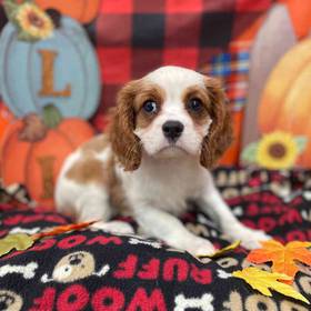 Cavalier King Charles Spaniel