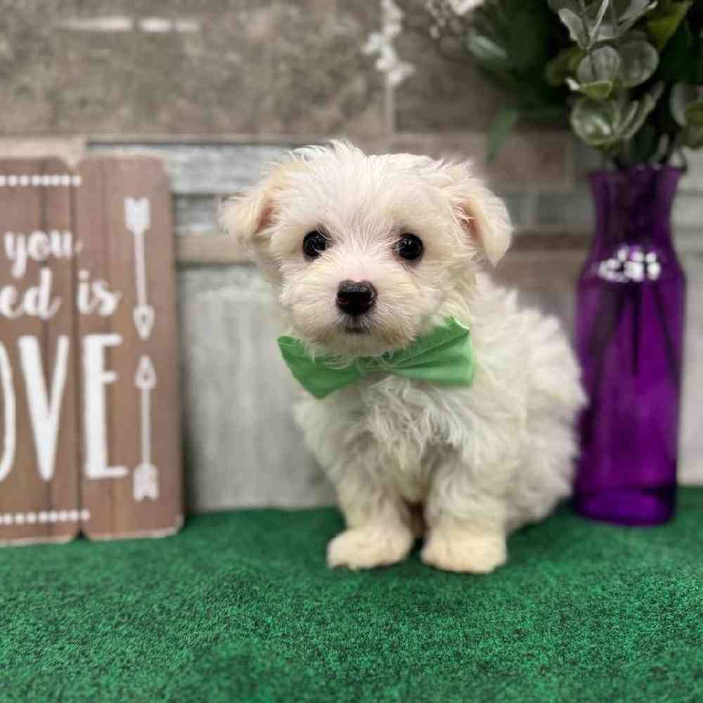 Image of a pet breed in the gallery