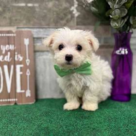 Maltese