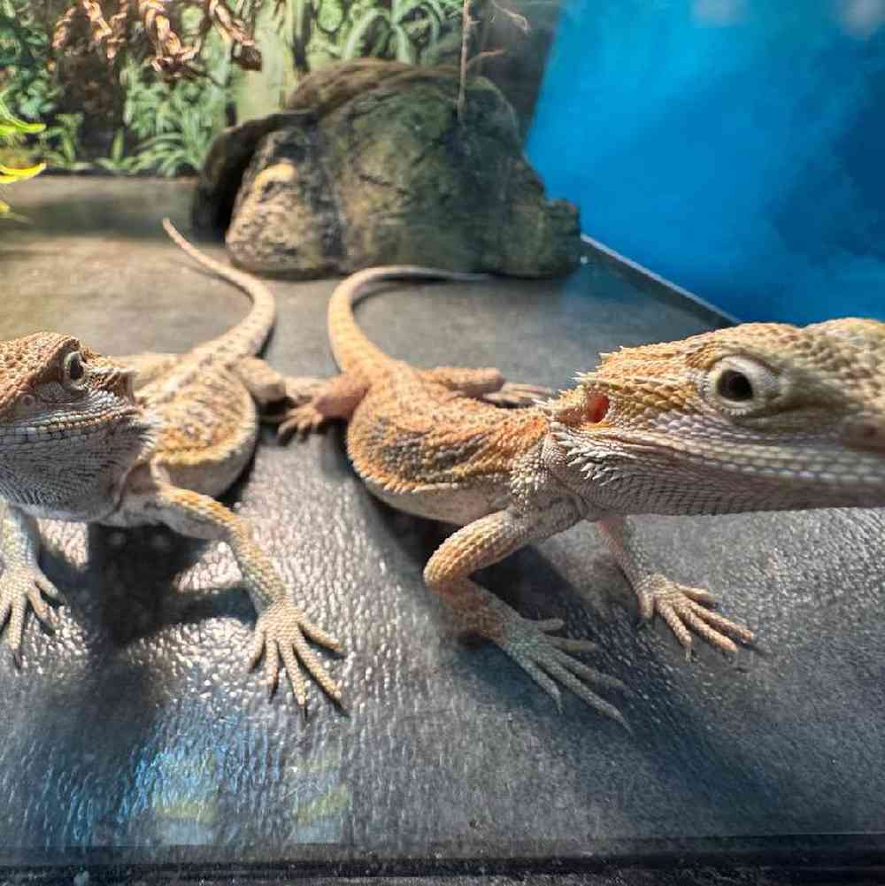 Image of a pet breed in the gallery
