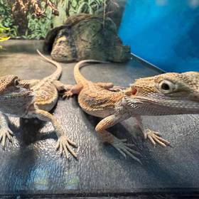 Bearded Dragon