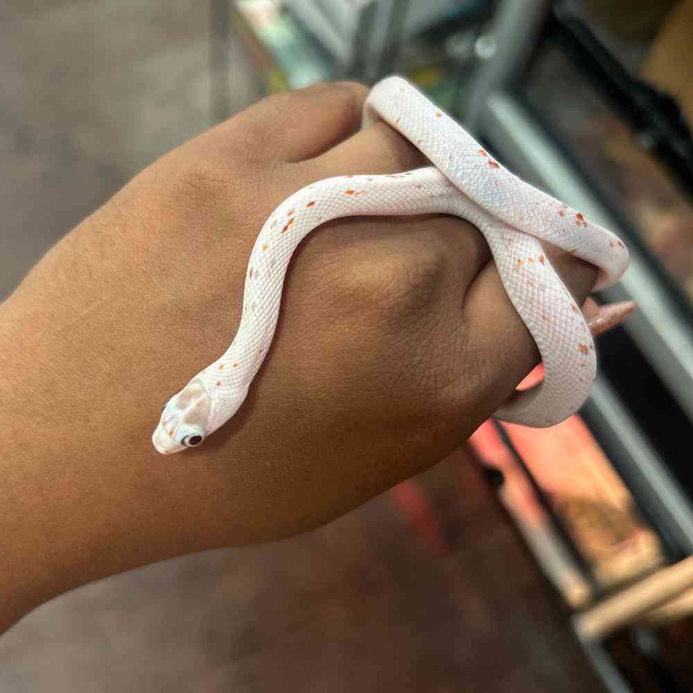 Image of a pet breed in the gallery