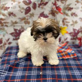 Shipoo