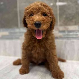 Mini Goldendoodle 2nd Gen