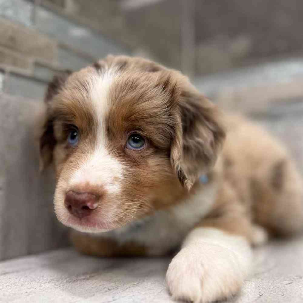 Image of a pet breed in the gallery