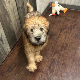 Soft Coated Wheaten Terrier