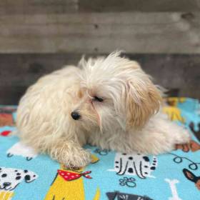 Maltipoo