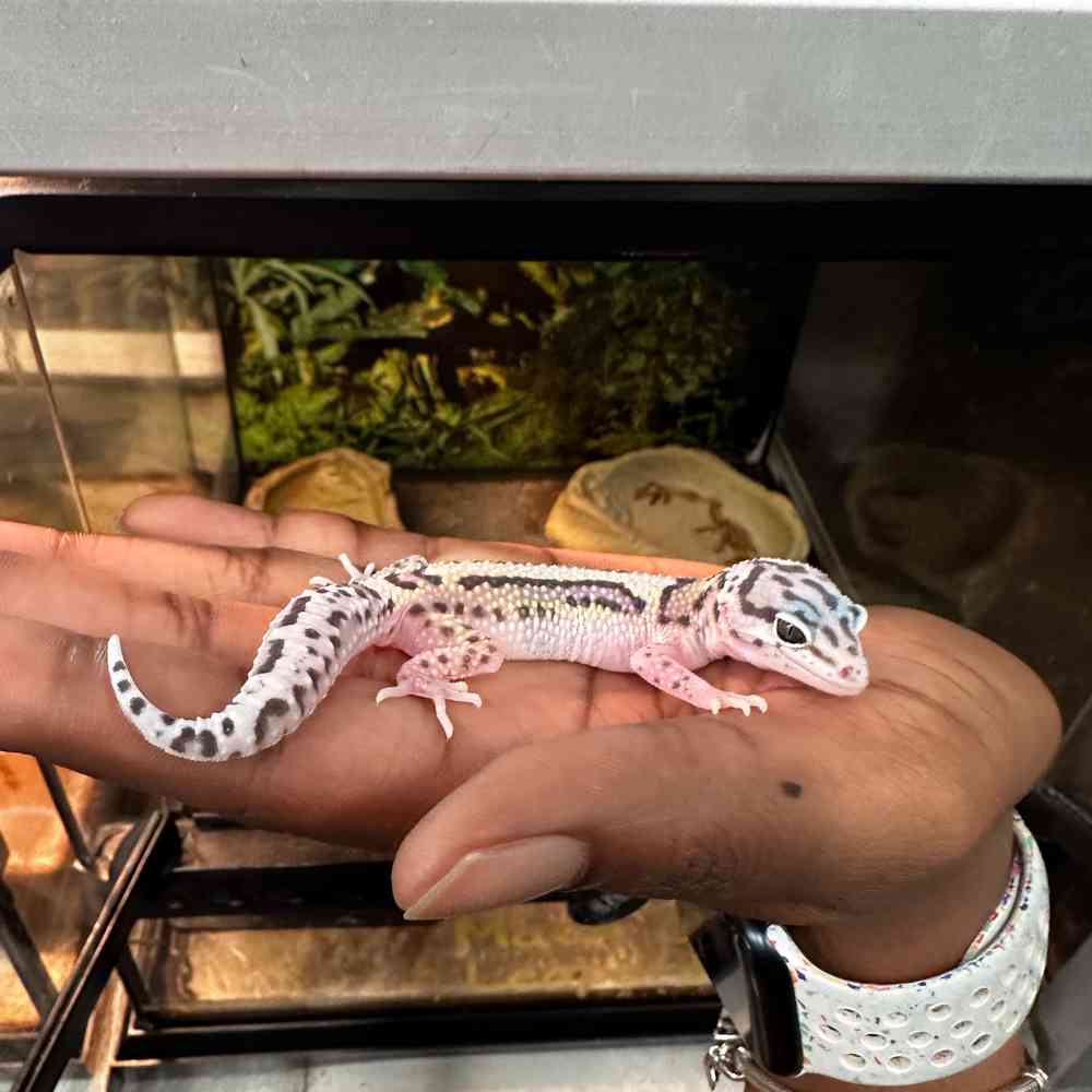 Image of a pet breed in the gallery