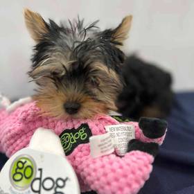 Yorkie