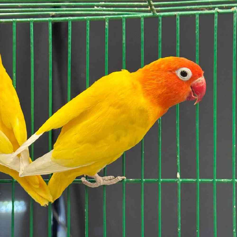 Lovebird