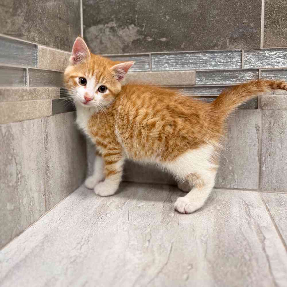 Image of a pet breed in the gallery