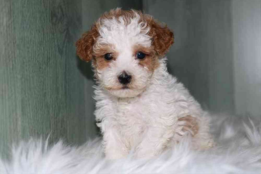 Image of a pet breed in the gallery