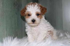 Mini Poodle