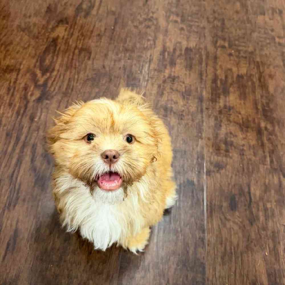 Image of a pet breed in the gallery