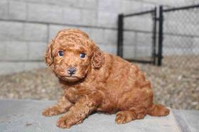 Poodle