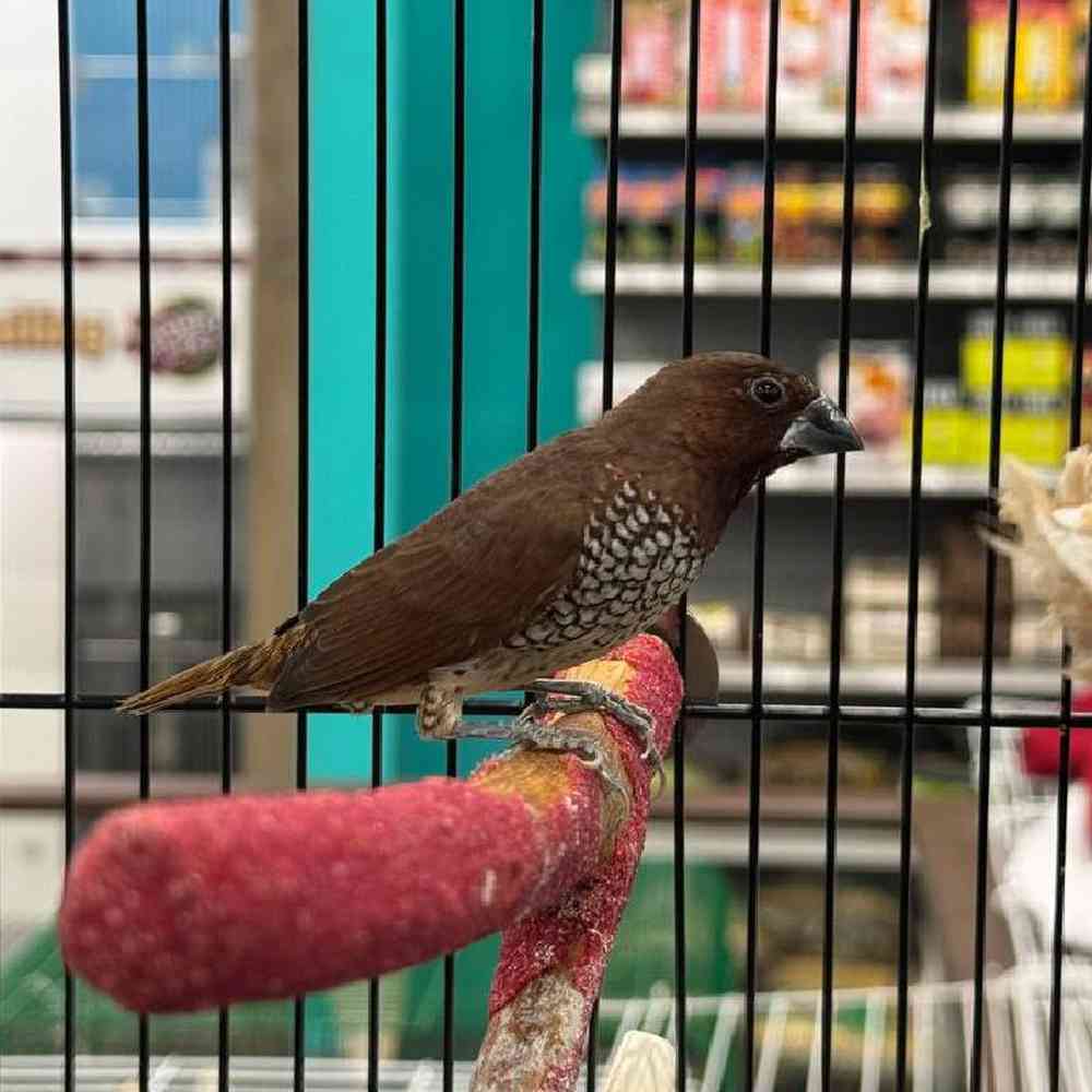 Society Finch