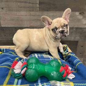 French Bulldog