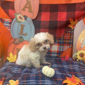 Cavachon