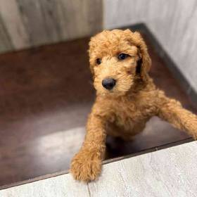 F2 Standard Goldendoodle