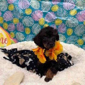 Poodle