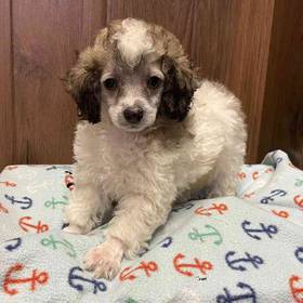 Mini Poodle