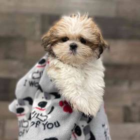 Shih Tzu