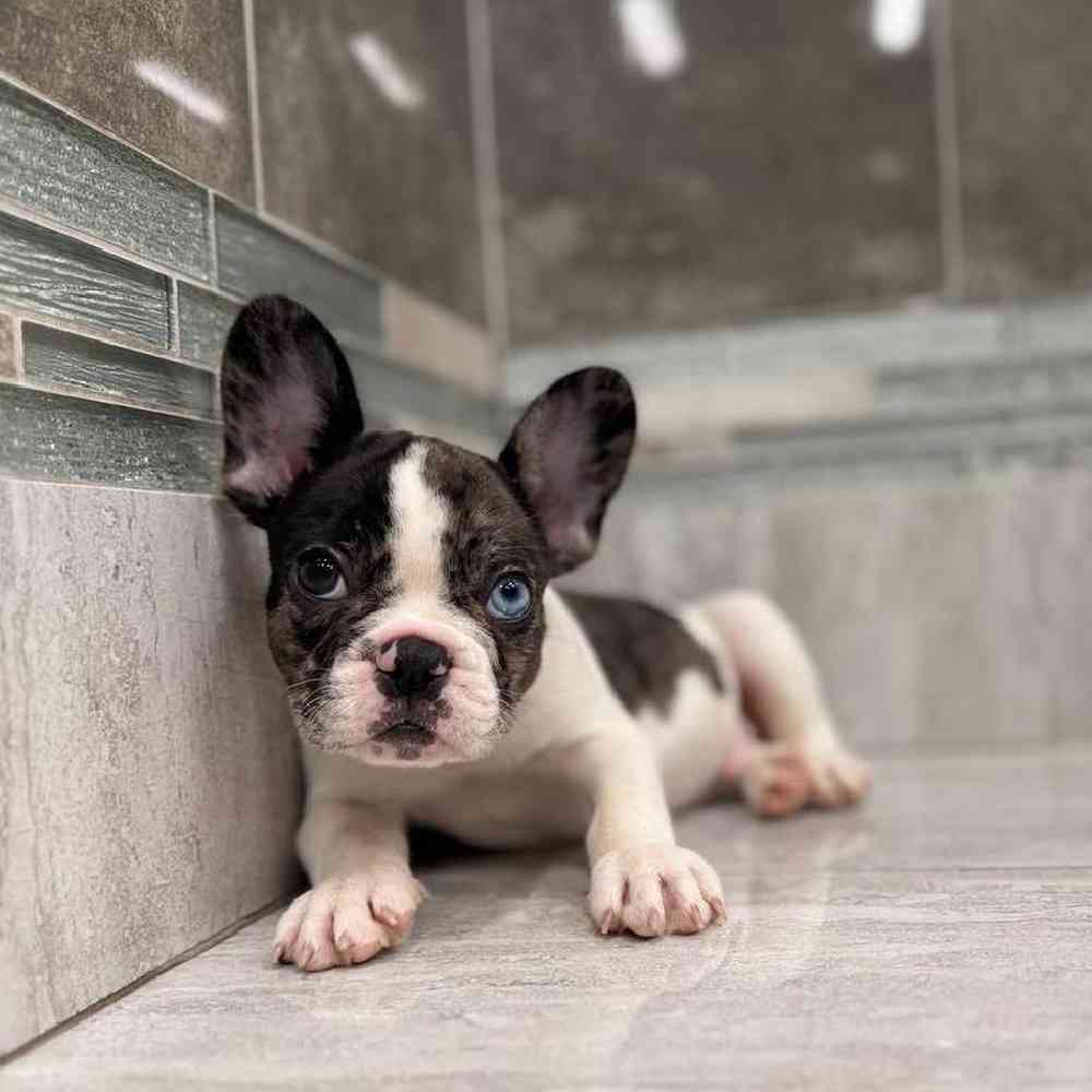 Image of a pet breed in the gallery