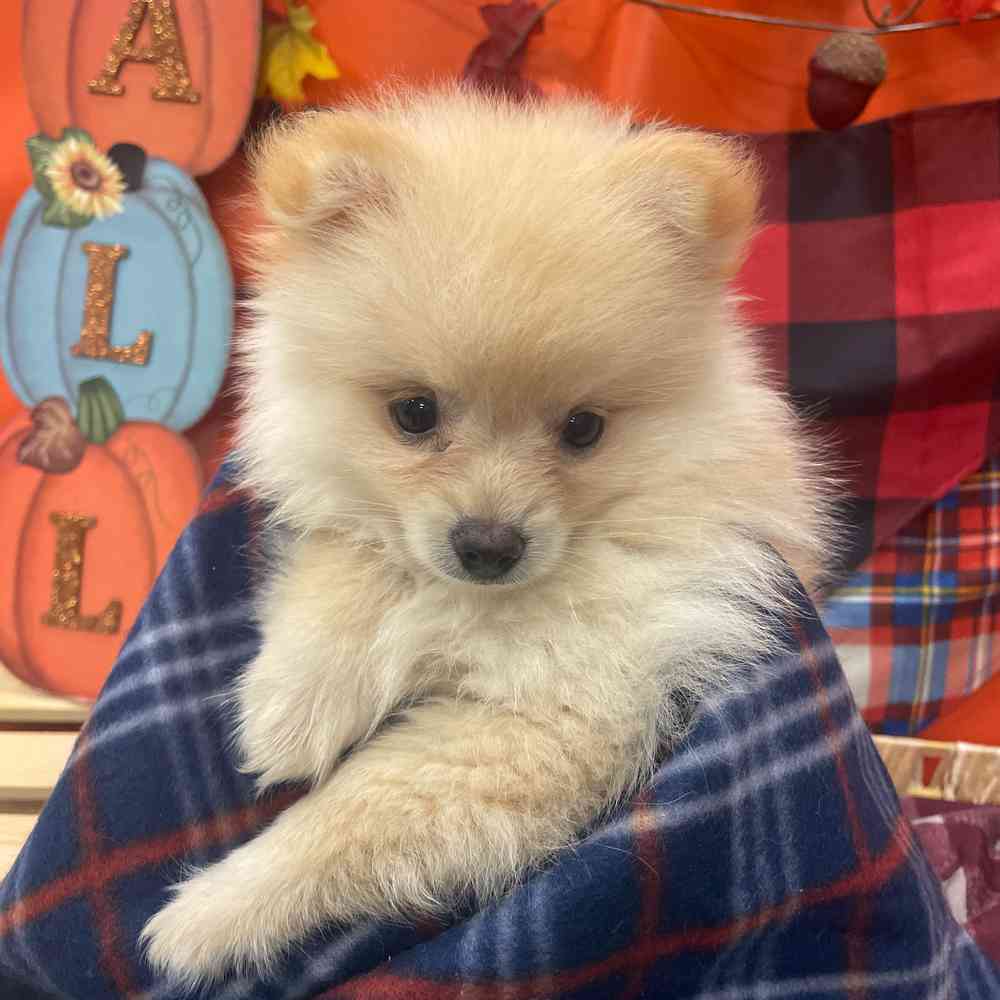 Leo