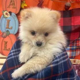 Pomeranian