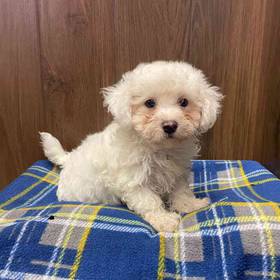 Bichon
