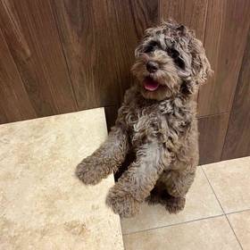 Cockapoo