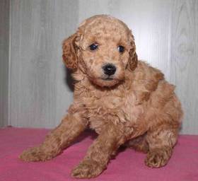 Mini Goldendoodle 2nd Gen