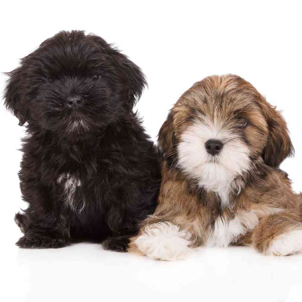 Lhasa Apso