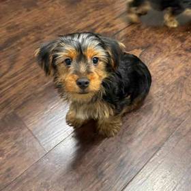 Yorkie
