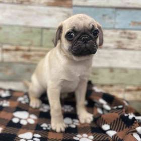 Pug