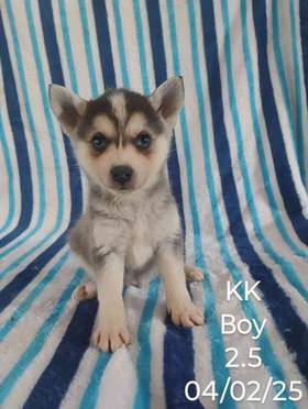 Alaskan Klee Kai
